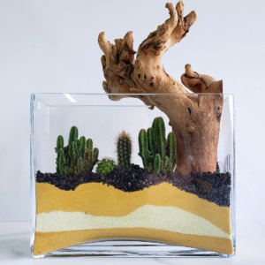 Terrarium de cactus