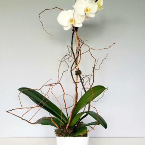 1 plante d’orchidée phalaenopsis blanche