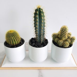 Cactus trio in white pots and ceramic stand