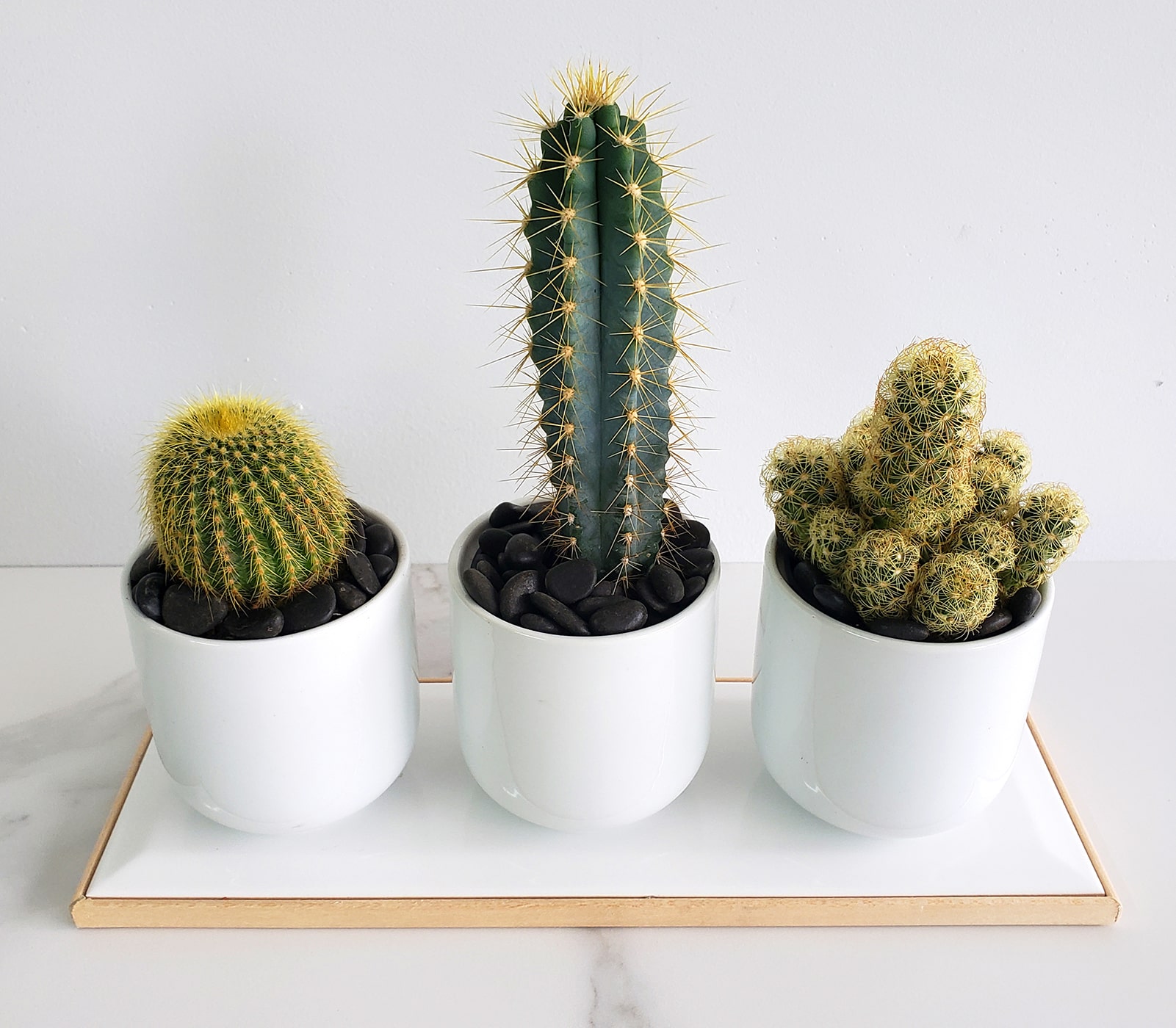 Trio de cactus dans ses pots blancs