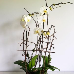 2 white Phalaenopsis orchid plants