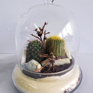 Mini cactus under bell