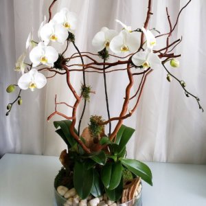 2 plantes d’orchidées phalaenopsis blanches