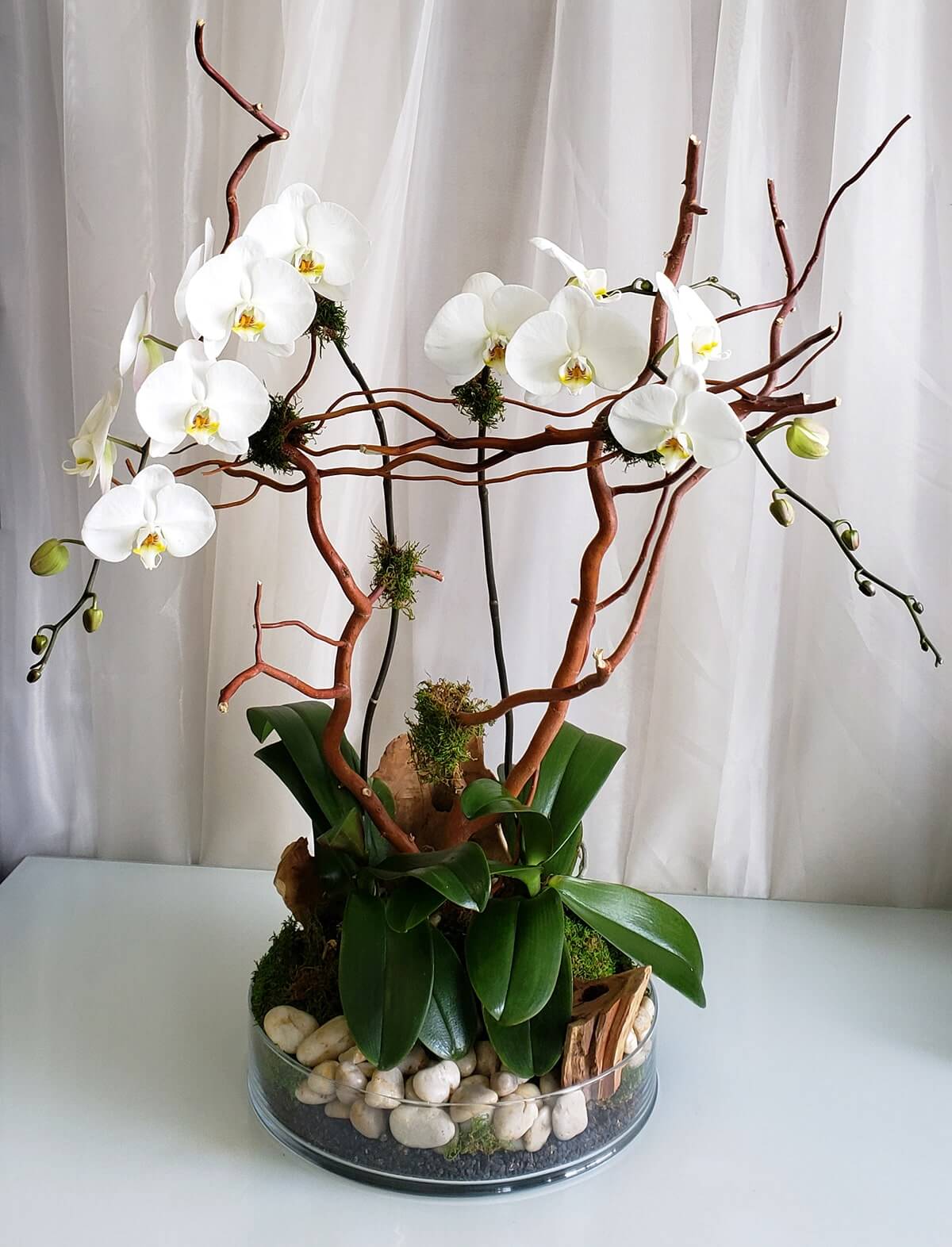 2 white phalaenopsis orchid plants