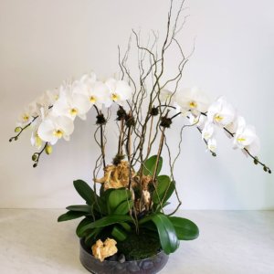 4 white phalaenopsis orchid plants