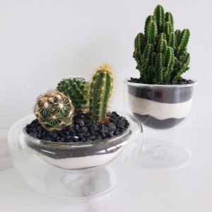 Cactus Duo