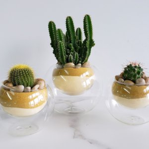 Trio de cactus dans ses bulles de verre