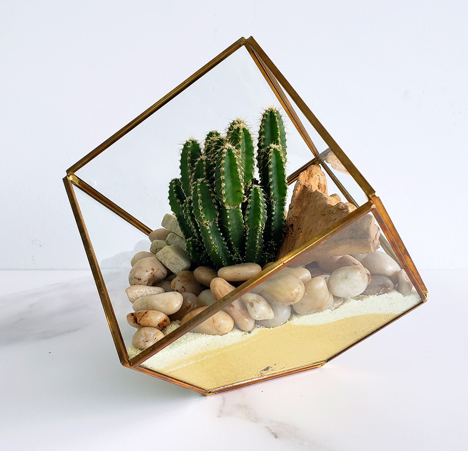 Faceted vase and cactus