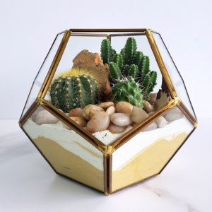 Vase octogonal et ses cactus