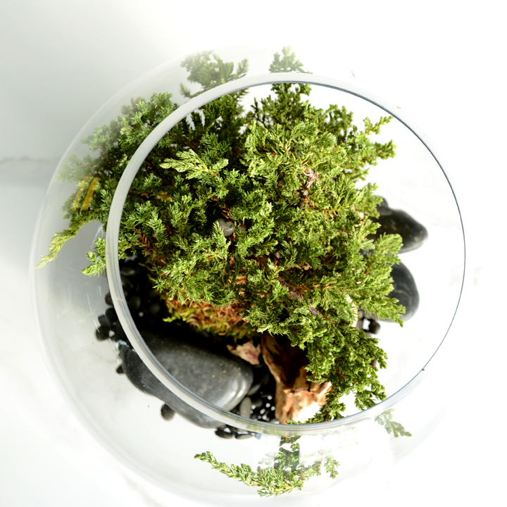 Bonsai tree Terrarium Charlotte Lefebvre