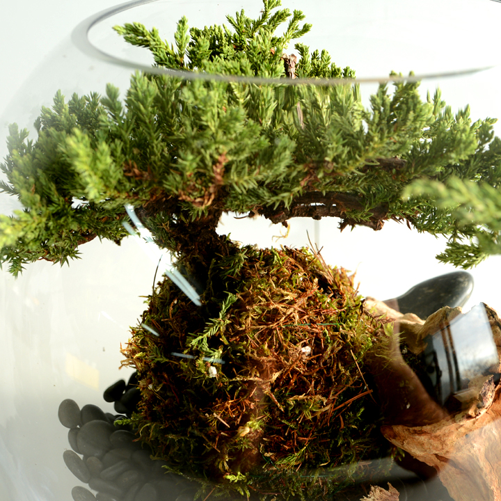 Bonsai tree Terrarium Charlotte Lefebvre