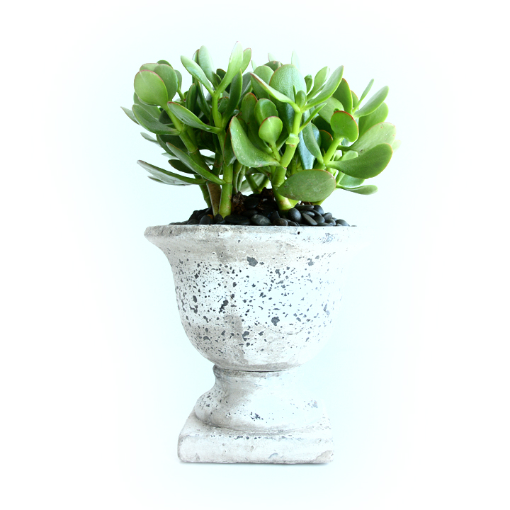 Succulent urn